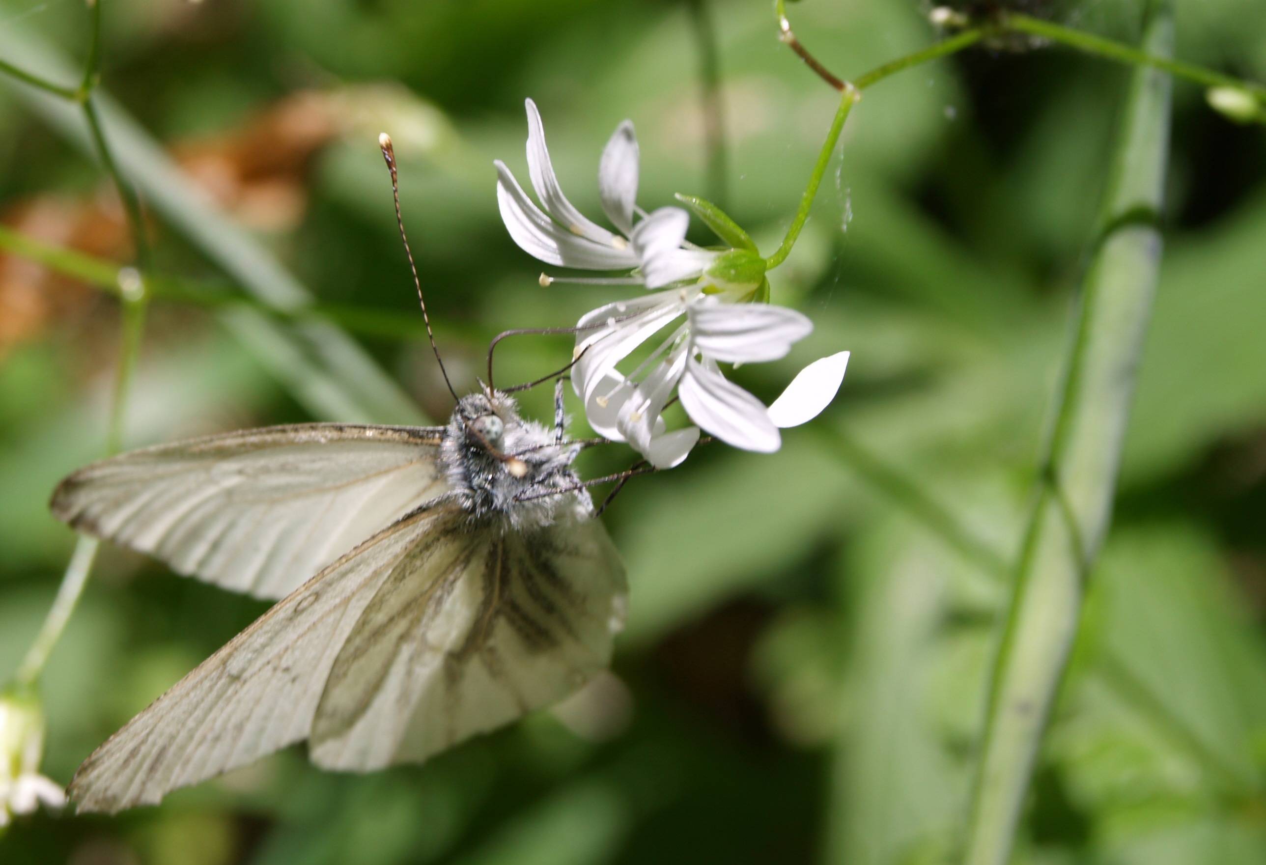 Aporia crataegi